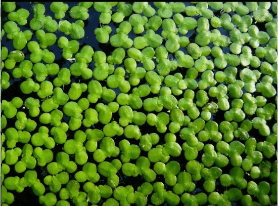 1000+ Live Duckweed Plants – Indoor Grown Organic Floating Aquarium Plant – Fast Growing Natural Fish Tank Water Cleaner for Freshwater Aquariums & Ponds