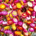 1000 Mixed Color Strawflower Seeds Annual Strawflower Seeds for