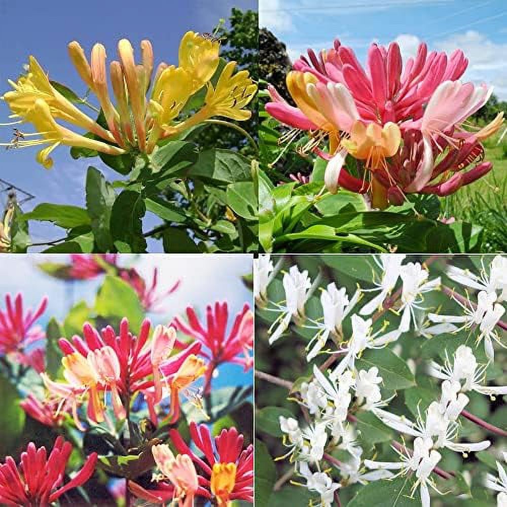1000 Mixed Honeysuckle Seeds Honeysuckle Plant Vine Fragrant Cloud