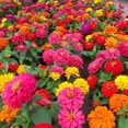 thumbnail image 1 of 1000+ Mixed Zinnia Seeds for Planting MVR1&nbsp;Outdoors, Non-GMO, Heirloom, Beautiful Zinnia Flower Seeds - Attract Bees, Butterflies, Hummingbirds, Pollinators, Easy to Plant and Maintain, 1 of 3