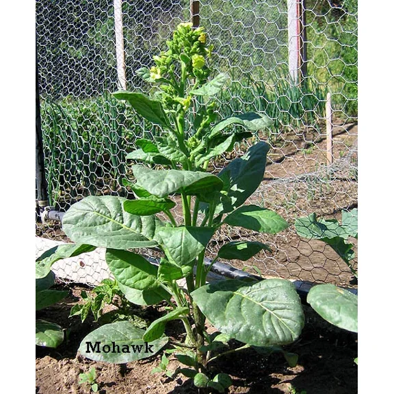 1000 Mohawk Nicotiana rustica Tobacco Seeds - Mohawk Tobacco - Sacred Tobacco