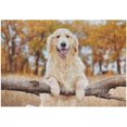 thumbnail image 1 of 1000 PCS Jigsaw Puzzles, 29.5" x 19.7" Artwork Gift for Adults Teens Golden Retriever Standing by a Rural Fence Wooden Puzzle Games, 1 of 6