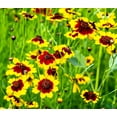 thumbnail image 1 of 1000 PLAINS COREOPSIS (Golden Tickseed) Coreopsis Tinctoria Flower Seeds, 1 of 6