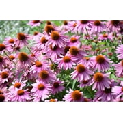 1000 PURPLE CONEFLOWER Echinacea Purpurea Heirloom Flower Herb Seeds
