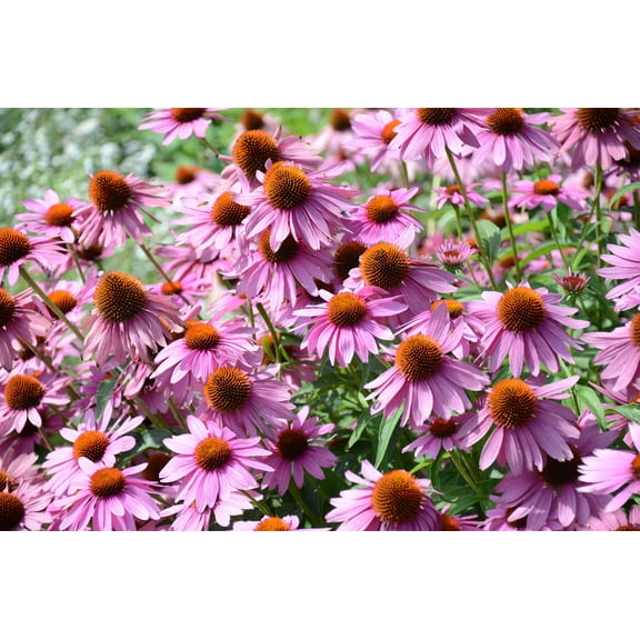 1000 PURPLE CONEFLOWER Echinacea Purpurea Heirloom Flower Herb Seeds