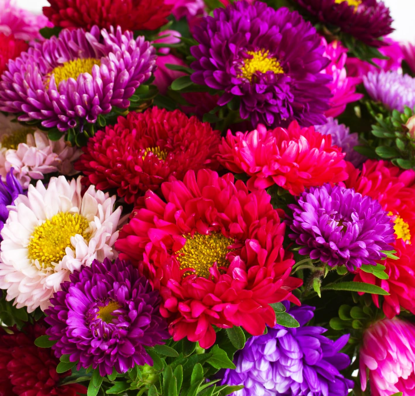 1000+ Perennial Aster Flower DHF10 Seeds for Planting Outdoors