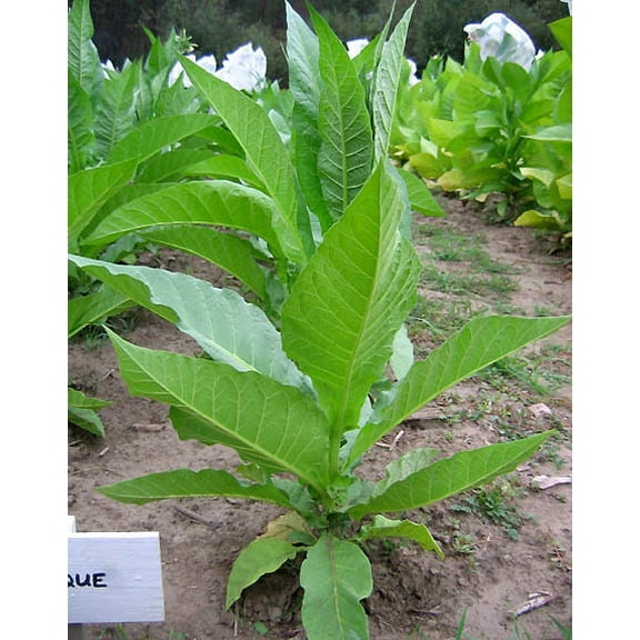 1000 Perique Tobacco Seeds ~ Heirloom Nicotiana Tabacum ~ Distinctive Flavor!