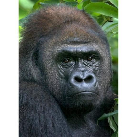 1000 Piece Puzzle for Adults Jigsaw Puzzles Thick Sturdy Hard Challenging Difficult Party Games Props Lowland Silverback Gorilla The Forest Puzzles for Adults