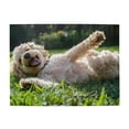 thumbnail image 1 of 1000-Piece Wooden Jigsaw Puzzle for Adults - Dog Joyful Grass Sunlight , Interlocking Pieces with Guide Letters, Holiday Gift & Home Decor, 1 of 7