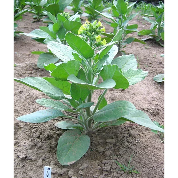 1000 Punche rustica Tobacco Seeds - Nic. Rustica Tobacco - Sacred Tobacco