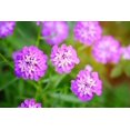 thumbnail image 1 of 1000 ROSE CARDINAL CANDYTUFT Iberis Umbellata Flower Seeds, 1 of 11