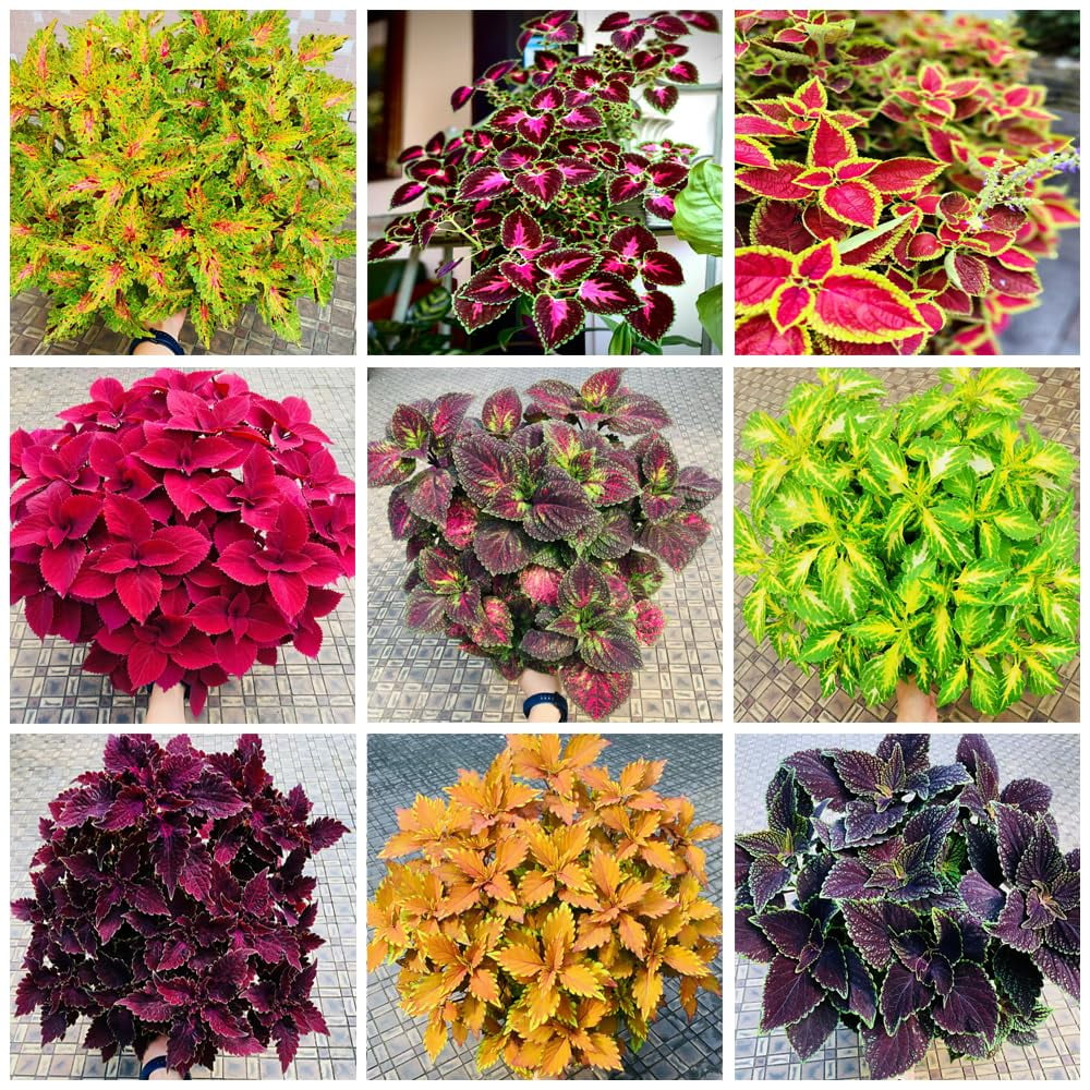 1000+ Rare MixedUMRT Coleus Seeds for Planting, Heirloom, Open ...