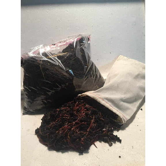 1000 Red Wigglers Compost