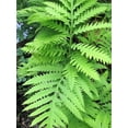 thumbnail image 1 of 1000 + SENSITIVE FERN Onoclea Sensibilis aka Bead or Sympathy Fern Spores Seeds, 1 of 10