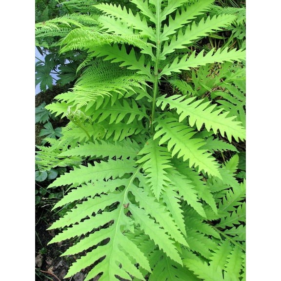 1000 + SENSITIVE FERN Onoclea Sensibilis aka Bead or Sympathy Fern Spores Seeds
