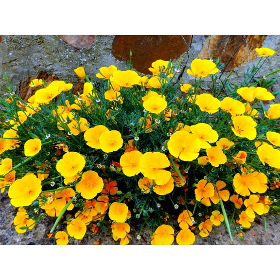 1000 Seeds DWARF Yellow CALIFORNIA Tufted POPPY Eschscholzia Caespitosa Flower