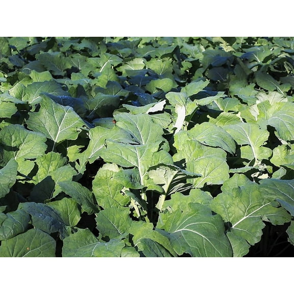 1000 Seeds Dwarf ESSEX RAPE KALE Brassica Napus Vegetable Seeds