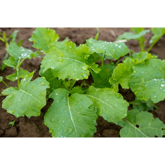 1000 Seeds Dwarf ESSEX RAPE KALE Brassica Napus Vegetable Seeds
