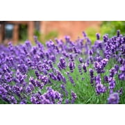 1000+ Seeds English Lavender Vera Plant Seeds, Heirloom, Non-GMO, Fragrant Purple Flowers by Mai s Family