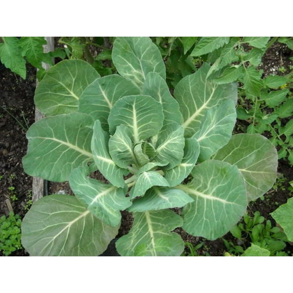 1000 Seeds GEORGIA COLLARDS (SOUTHERN or Walking Collards) Collard Greens Brassica Oleracea Acephala Vegetable Seeds