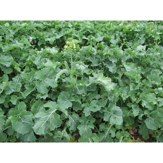 1000 Seeds HANOVER SALAD Spring KALE Smooth Siberian Brassica Napus Vegetable Seeds
