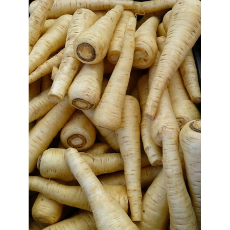 1000 Seeds HARRIS MODEL PARSNIP Pastinaca Sativa White 12" Root Vegetable Seeds