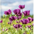 thumbnail image 1 of 1000 Seeds HUNGARIAN BREADSEED POPPY Papaver Somniferum Purple Blue Flower Seeds, 1 of 8