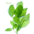 thumbnail image 1 of 1000 Seeds LICORICE BASIL Ocimum Basilicum HERB Flower Seeds, 1 of 2