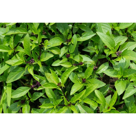 1000 Seeds LICORICE BASIL Ocimum Basilicum HERB Flower Seeds