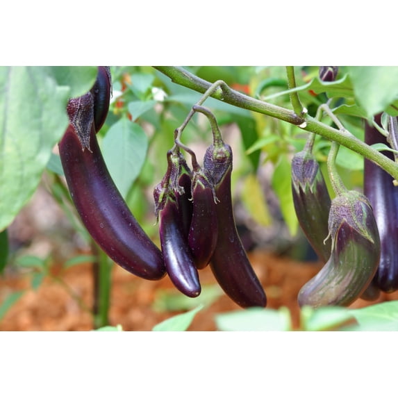 1000 Seeds LONG PURPLE EGGPLANT Solanum Melongena Esculentum Vegetable Seeds