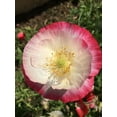 thumbnail image 1 of 1000 Seeds PINK & WHITE POPPY Papaver Somniferum Flower Seeds, 1 of 4