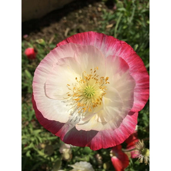 1000 Seeds PINK & WHITE POPPY Papaver Somniferum Flower Seeds