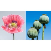 1000 Seeds POPPY " THE GIANT " Papaver Giganteum Pink & Purple Huge Pods Flower Seeds