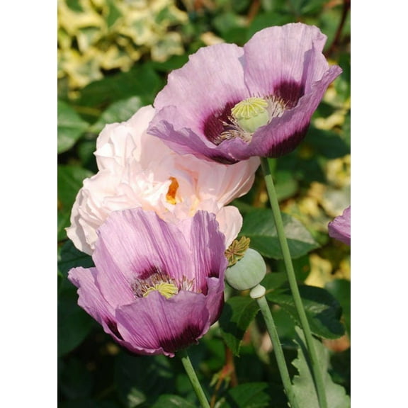 1000 Seeds SINGLE LILAC POPPY Papaver Somniferum Purple Heirloom Flower Seeds