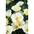 thumbnail image 1 of 1000 Seeds WHITE CALIFORNIA POPPY Eschscholzia Californica Flower Seeds, 1 of 11