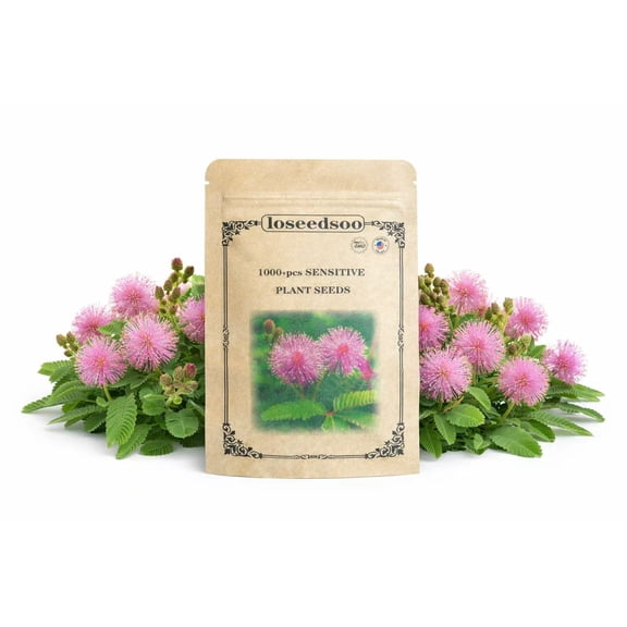 1000+ Sensitive Plant Seeds for Planting  Mimosa Pudica Touch Me Not Seeds, Interactive Folding Leaves Flower Plant for Garden & Indoor Growing