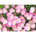 thumbnail image 1 of 1000 Showy PINK EVENING PRIMROSE (Pink Ladies / Mexican Evening) Oenothera Speciosa Flower Seeds, 1 of 9