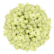 GLOBALROSE 1000 Stems of Solid Green Color Roses- Beautiful Fresh Cut Flowers- Express Delivery
