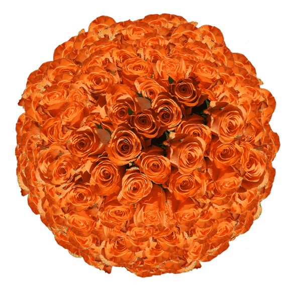 1000 Stems of Solid Orange Color Roses- Beautiful Fresh Cut Flowers- Express Delivery