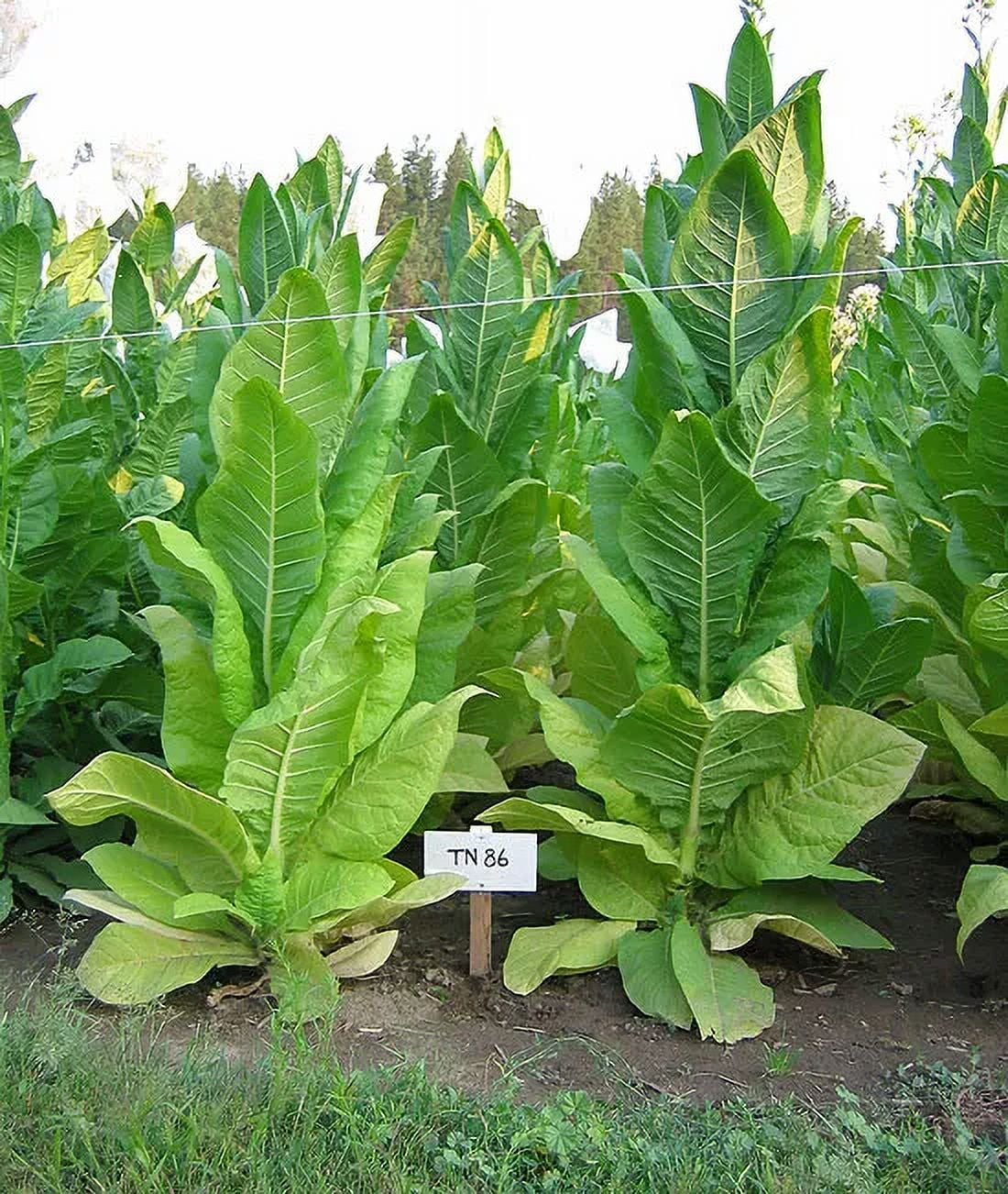 1000 TN 86 Tobacco Seeds ~ Heirloom ~ Disease Resistant ~ Non-GMO Tobacco
