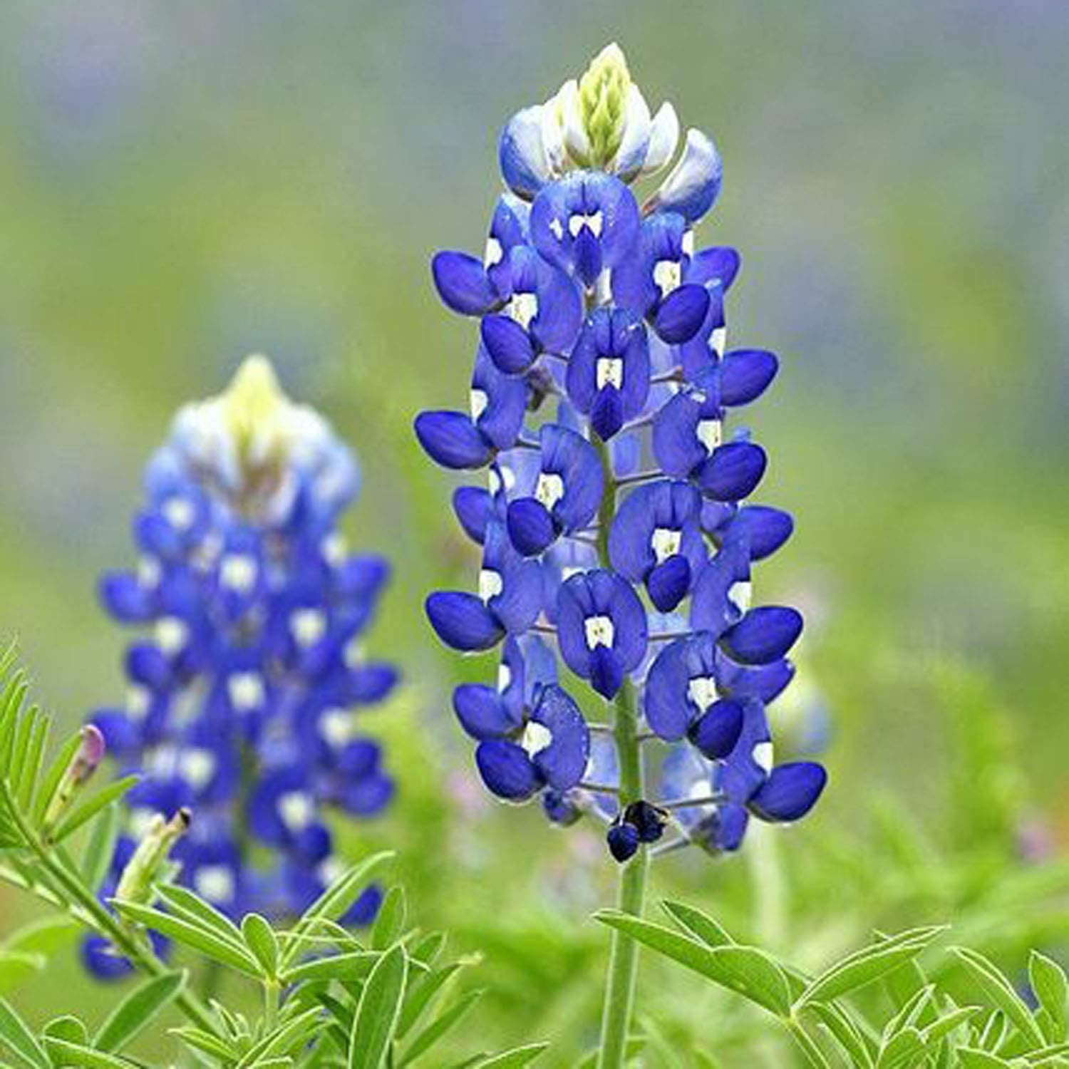 1000+ Texas Premium Seeds Wonderful Gardenning Gift for