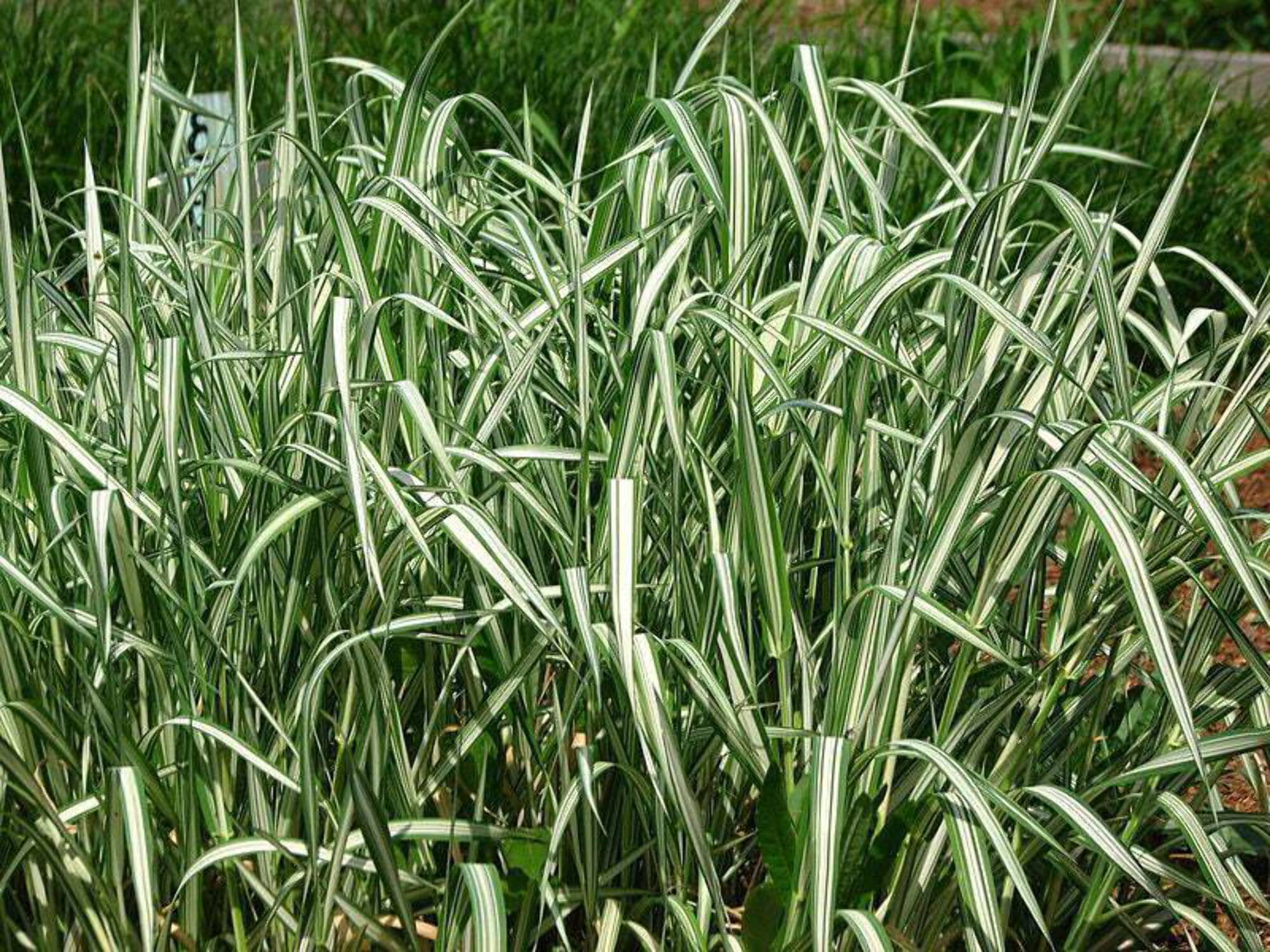 1000 Variegated RIBBON GRASS Reed Canary Phalaris Arundinacea Pink 1000 Variegated RIBBON GRASS Reed Canary Phalaris Arundinacea Pink