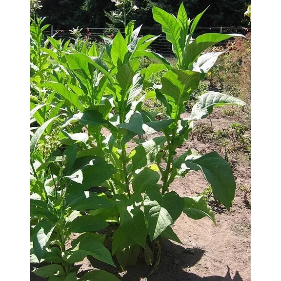1000 Virginia Bright Leaf Nicotiana Seeds ~ Heirloom Nicotiana Tabacum ~ Fast growing