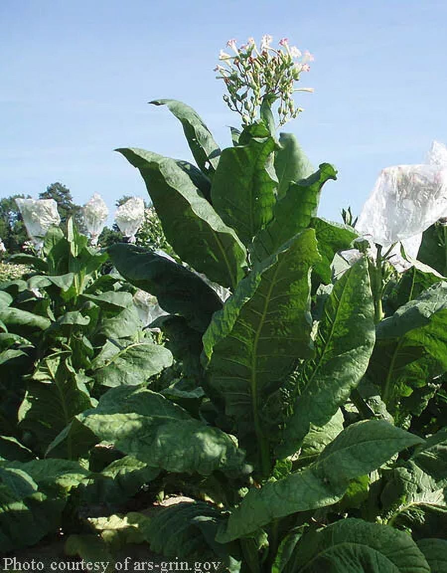 tobacco plants near me 1000 Virginia Gold Tobacco Seeds ~ Heirloom Nicotiana Tabacum ~ Fast grow