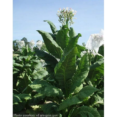 1000 Virginia Gold Tobacco Seeds ~ Heirloom Nicotiana Tabacum ~ Fast grow