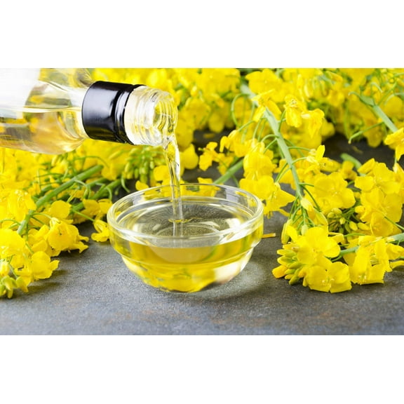 1000 ' WICHITA ' Winter CANOLA Brassica Napus Rape Oilseed Cover Crop Seeds