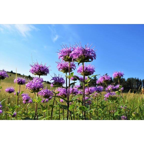 1000 WILD BERGAMOT Monarda Fistulosa aka Mintleaf Bee Balm & Oswego Tea Native Herb Purple Flower Seeds