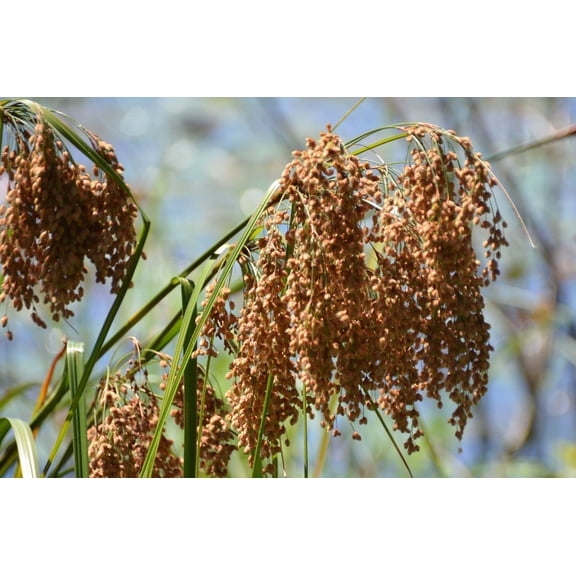 1000 WOOLGRASS Scirpus Cyperinus Wool Grass Teddybear Paws Woolsedge Cottongrass Bulrush Ornamental Wetland Grass Seeds