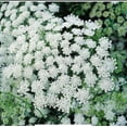 1000+ White False Queen OIF8 Anne's Lace Flower Seeds for Planting