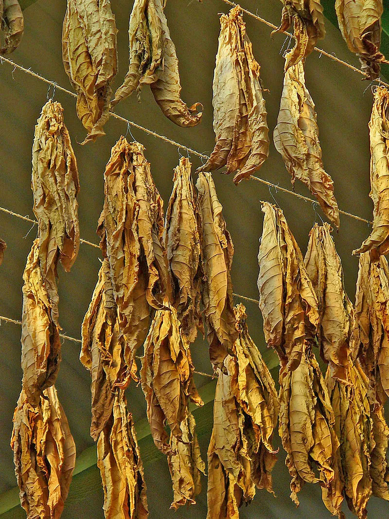 black mammoth tobacco seeds 1000 White Mammoth Tobacco Seeds ~ Heirloom Nicotiana Tabacum ~ Early  Maturing